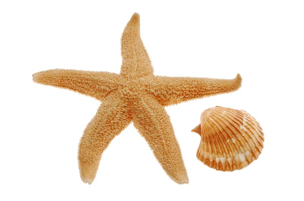 Seashell și starfish izolate pe alb — Fotografie, imagine de stoc