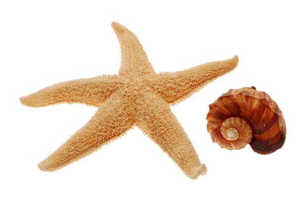 Concha e estrela do mar isoladas em branco — Fotografia de Stock