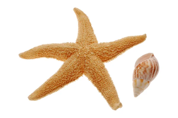 贝壳和海星上白色隔离 — 图库照片