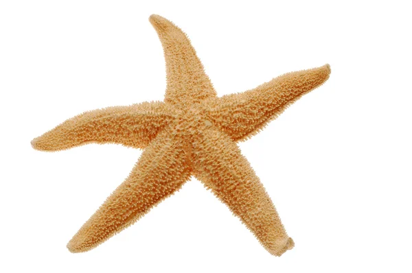 Starfish izolat pe alb — Fotografie, imagine de stoc