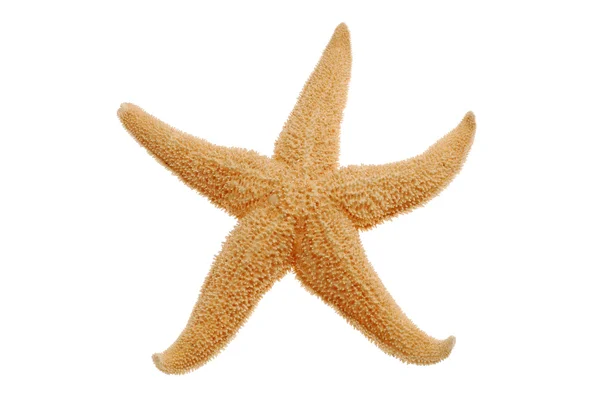 Estrella de mar aislada en blanco — Foto de Stock