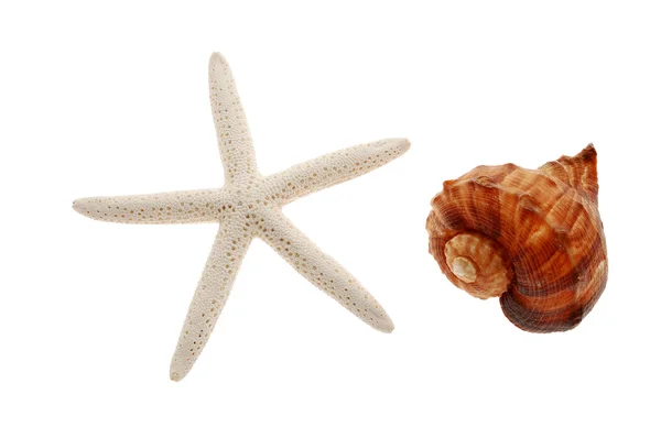 Морська мушля і морська зірка ізольовані на білому — стокове фото