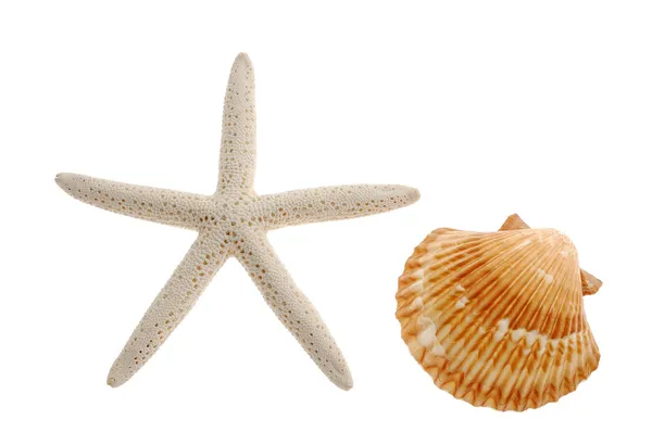 Морской ад и морская звезда изолированы на белом — стоковое фото