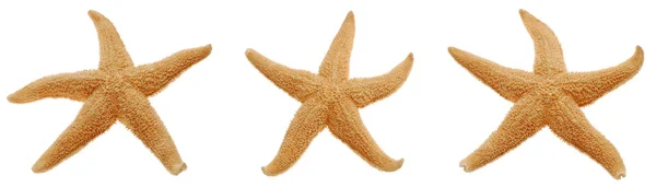 Starfish isolated on white — Stock Photo, Image