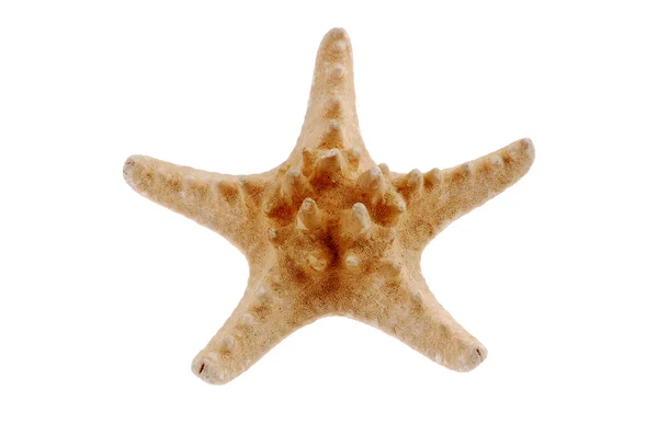 Морська зірка ізольована на білому — стокове фото