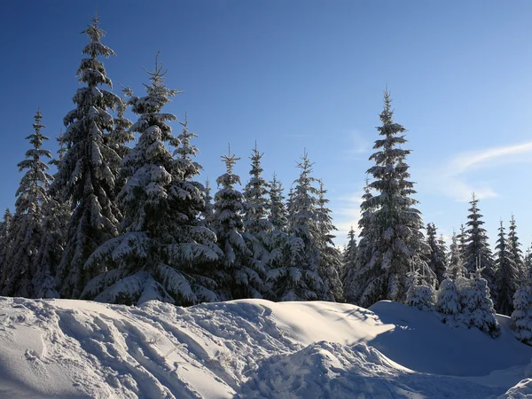 Снег пытается голубое безоблачное небо — стоковое фото