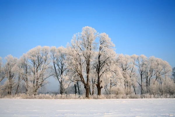 Schneefeld blauer wolkenloser Himmel — Stockfoto
