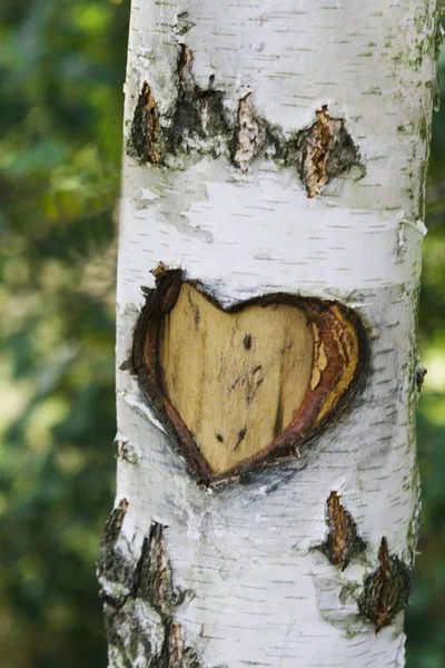 Серце в дерево Ліцензійні Стокові Фото
