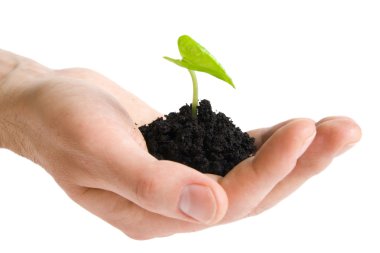 Green plant in hands clipart