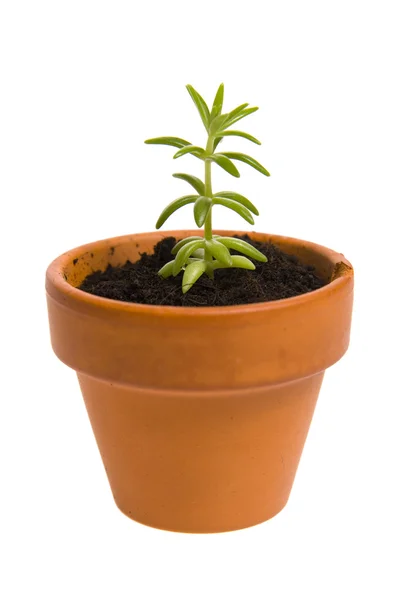 植木鉢の苗 — ストック写真