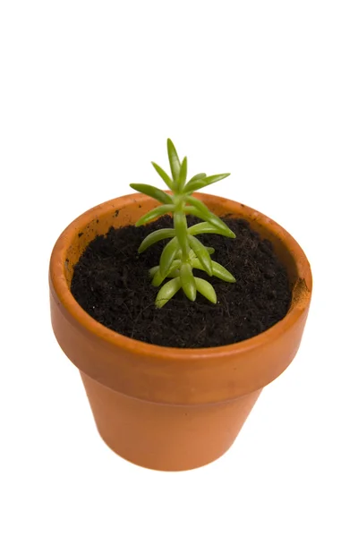 Seedling in flowerpot — Stock Photo, Image