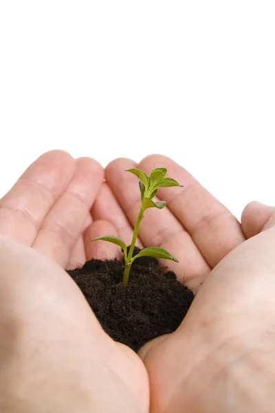 Groene plant in handen — Stockfoto