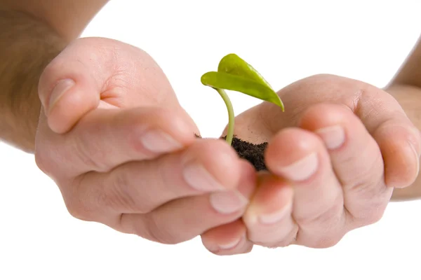 Planta verde em mãos — Fotografia de Stock