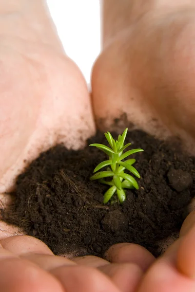 Planta verde em mãos — Fotografia de Stock