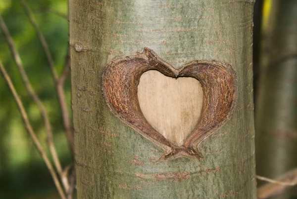 Herz im Baum — Stockfoto