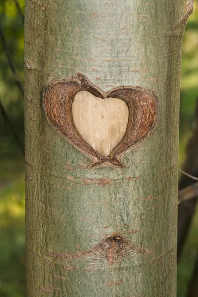 stock image Heart in tree