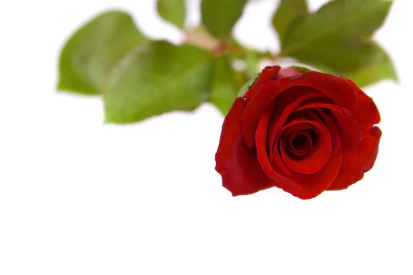 Червона троянда Стокова Картинка