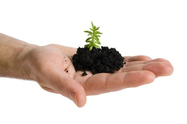 Green plant in hands — Stock Photo, Image