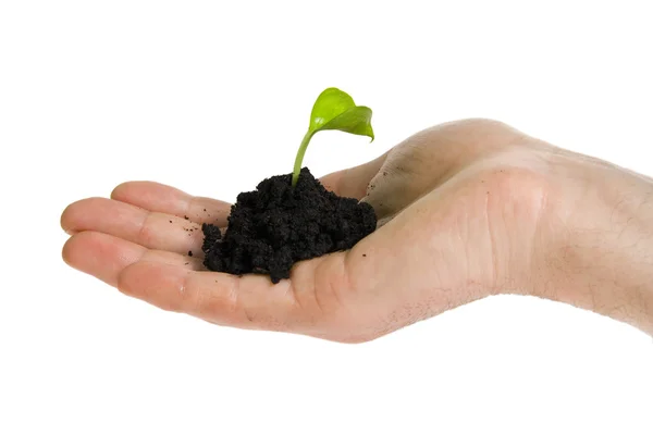 Зеленое растение в руках — стоковое фото