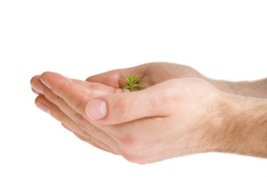 ellerinde yeşil bitki