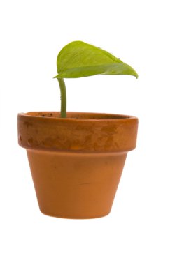 Seedling in flowerpot clipart