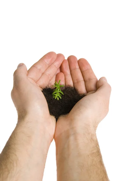 Zöld növény kezében — Stock Fotó