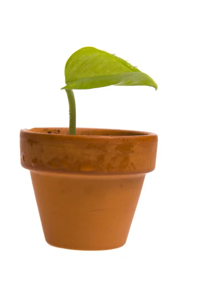 植木鉢の苗 — ストック写真