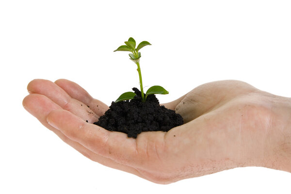 зеленое растение в руках
