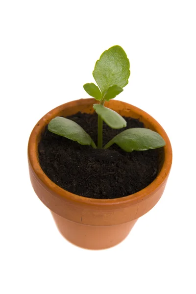 Seedling in flowerpot — Stock Photo, Image