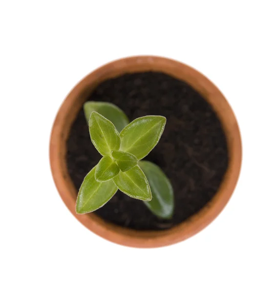Mudas em vaso de plantas — Fotografia de Stock