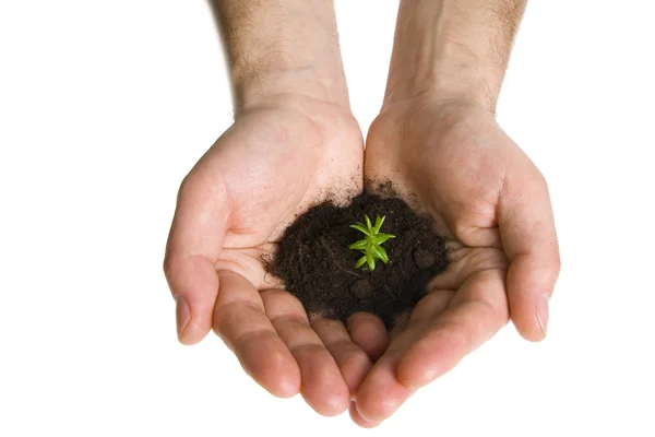 Groene plant in handen — Stockfoto