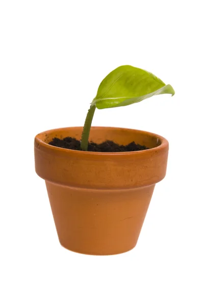 Mudas em vaso de plantas — Fotografia de Stock