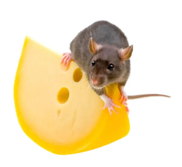 Funny rat and cheese isolated on white — Stock Photo, Image