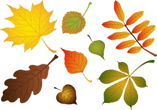 Composite of various autumn leaves — Stock Vector