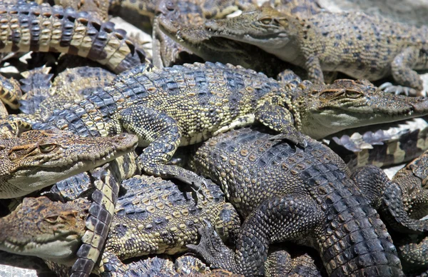Mnoho krokodýli na pozadí — Stock fotografie