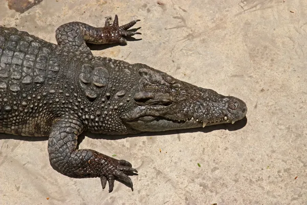 Crocodile sunbathing — Stock Photo, Image
