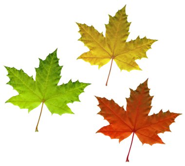 Photo of color maple autumn leaves clipart