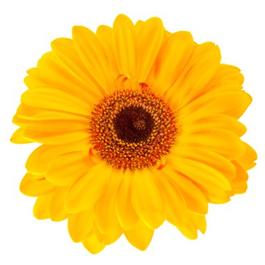 beyaz izole sarı papatya çiçeği