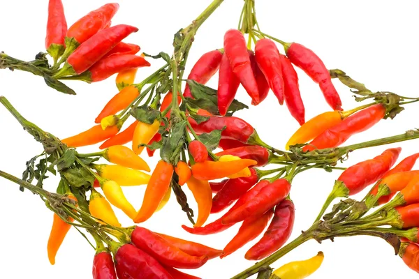 Close-up kleur wild hete paprika — Stockfoto