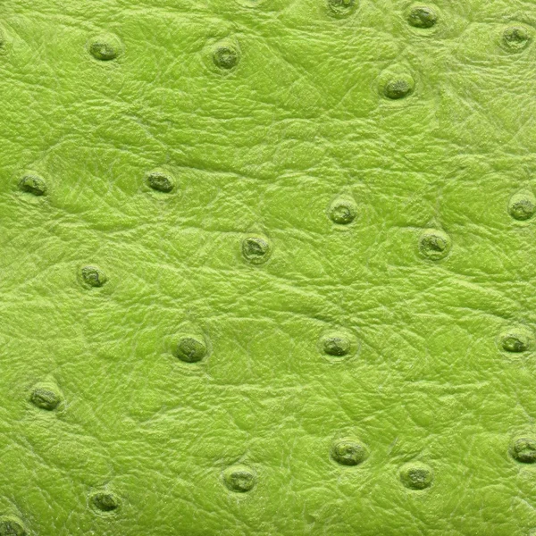 Green reptile leather texture — Stock Photo, Image