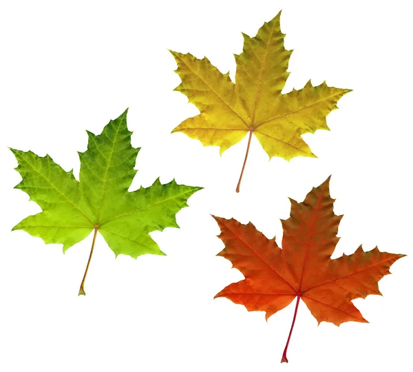 Photo of color maple autumn leaves — Stock Photo, Image