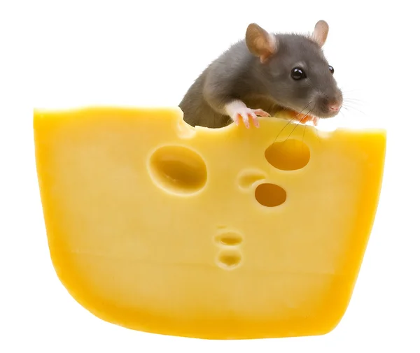 Rato engraçado e queijo em branco — Fotografia de Stock