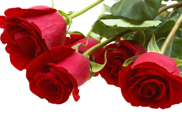 Rosas rojas aisladas en blanco — Foto de Stock