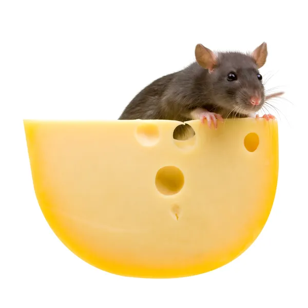 Смішний щур і сир на білому — стокове фото