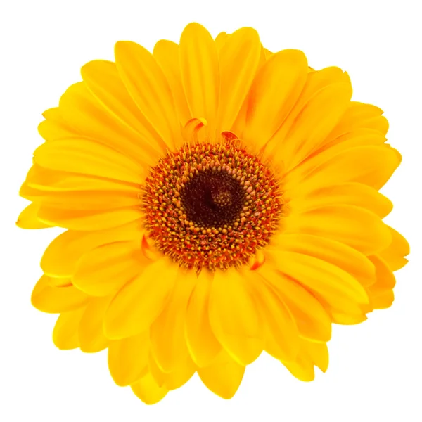 Yellow daisy flower isolated on white — Stock Photo, Image