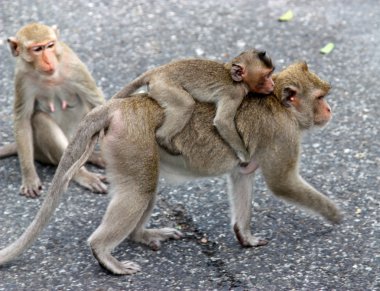 Wickedness monkey, Pattaya, Thailand clipart