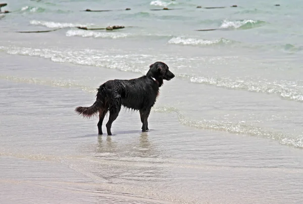 stock image Black Labrador on the beach