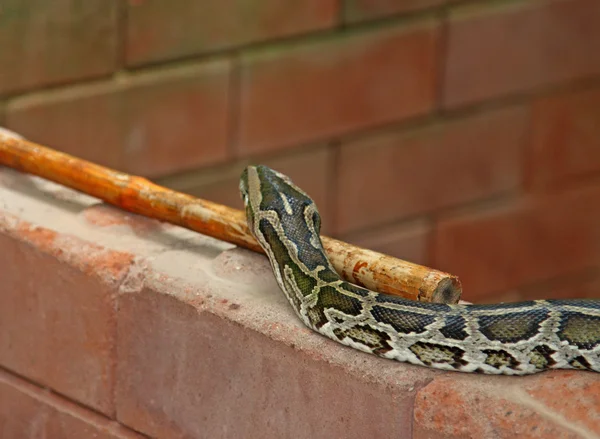 Python snake on brick wall — Stock Photo, Image