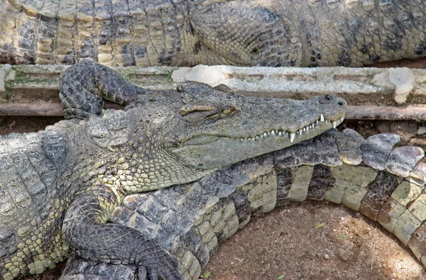Divoké krokodýli na pozadí — Stock fotografie