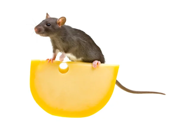Grappige rat en kaas op wit — Stockfoto